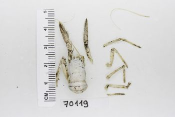 Media type: image;   Invertebrate Zoology 70119 Description: Preserved specimen.;